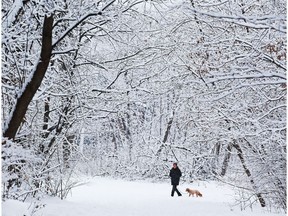 It was a beautiful snowy morning in Hampton Park to walk your dog.