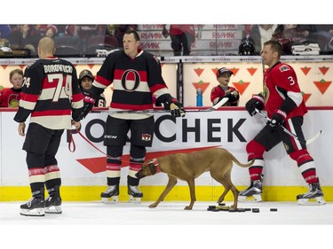 Dion Phaneuf and Marc Methot  watch as Mark Borowiecki leads his dog Remi off the ice.