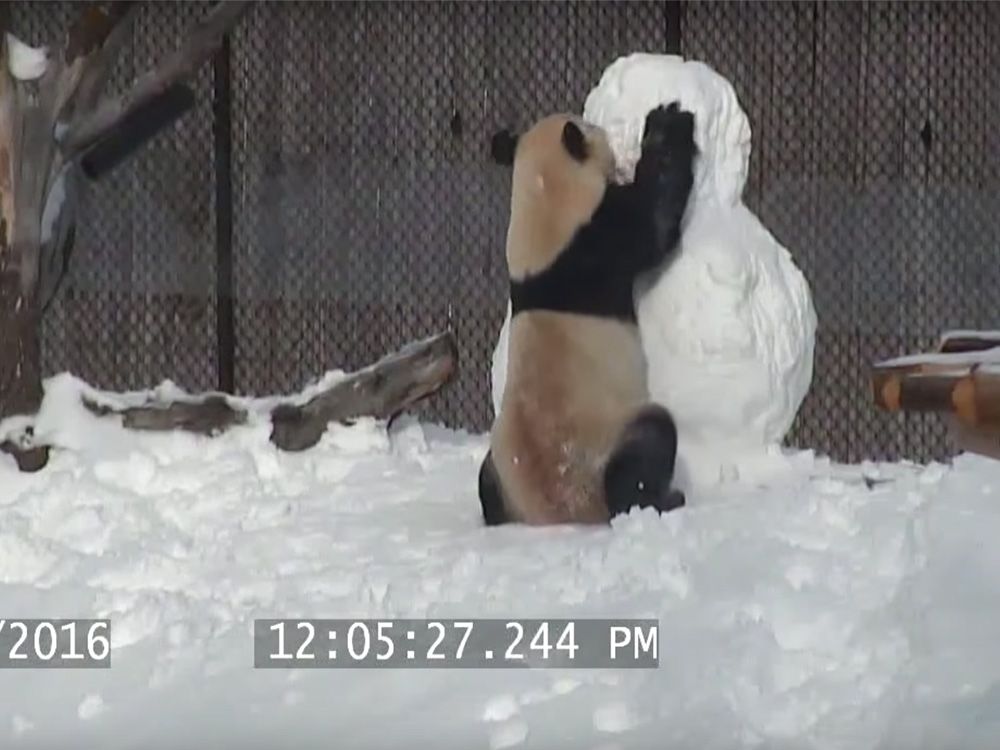 Cute animal video: Giant panda plays in the snow | Ottawa Citizen