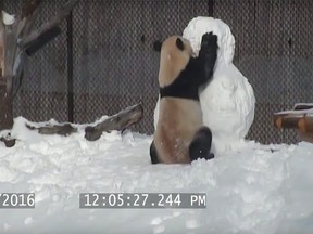 Da Mao plays with a snowman.