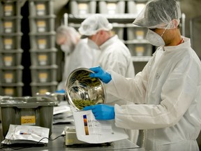 Workers pack buds at TIlray, one of the medical marijuana producers licensed by Health Canada. Some doctors say cannabis can help reduce the use of more dangerous opioids.