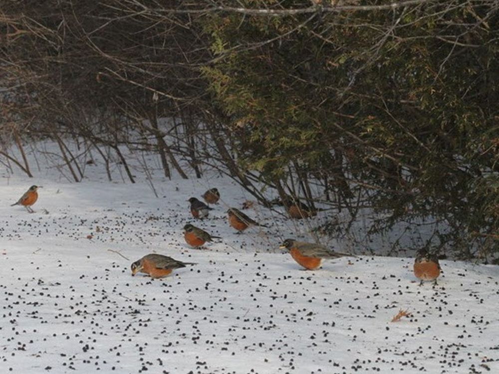 Why won't Ottawa's robins go south? Ottawa Citizen