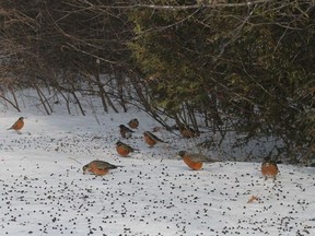 Robins over wintering in Ottawa have an abundance of berries to feast on.