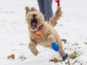 Sarah Renaud and her mini golden doodle dog Rupert play fetch in the snow.