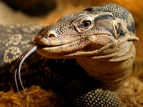 There are two new additions now available for viewing at Little Ray's Reptile Zoo on Bank Street: a baby kangaroo named Gemma and an Asian Water Monitor lizard named Sal (pictured).