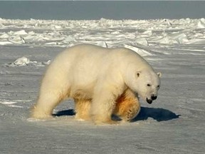 A male polar bear approaches biologists off the Beaufort Sea, Alaska.
