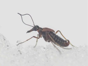 A male scorpion fly.