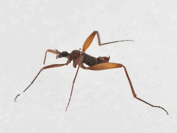 Science of winter: Why are there tiny insects in the snow? | Ottawa Citizen