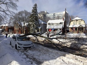 A downed tree limb sits on a damaged parked car on Broadway Avenue in the Glebe Wednesday morning Jan. 4, 2017, after an ice storm.   Alan Kors
