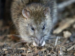Rats will get camera time starting in 2018 as the City of Ottawa tries to determine how many of the rodents are scurrying through the sewers.