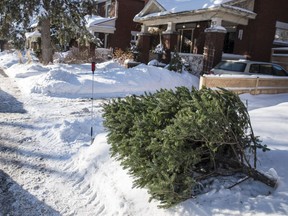 The City of Ottawa is collecting Christmas trees every week in January.