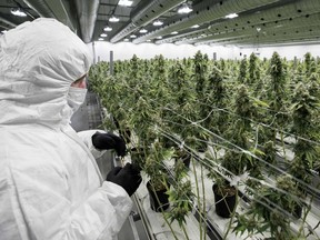 An employee inspect medicinal marijuana plants inside the flowering room at Tweed INC., in Smith Falls, Ontario, on Monday December 5, 2016. /