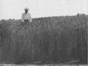 Charles Saunders in a field of Marquis wheat, circa 1907.
