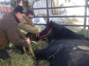 Dunrobin volunteer firefighters calm the horse before placing the straps on his forelegs.