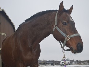 Wolverine is a 17-year-old thoroughbred up for adoption by the Ontario SPCA.