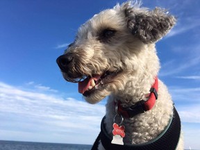 Nemo the miniature poodle is safely home in Waterloo after spending 10 days lost in Ottawa while his owners- Helene Beaulieu and Jon Buysse- worked around-the-clock to find him.