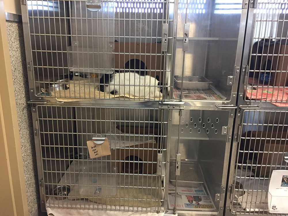 Petsmart discount cat cages