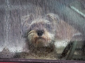 Inga, a Miniature Schnauzer, stares out the window while she waits in the car waiting for her master who ran into city hall briefly.