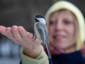 Nada Skerl feeds the chickadees along the Jack Pine trail on the NCC Greenbelt. The bird feeder there is owned and maintained by the Ottawa Field Naturalists' Club.
