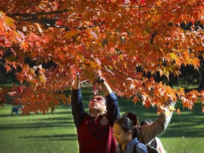 Visitors to Rideau Hall pluck red maple leaves from a tree as mementos.