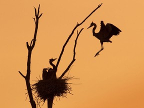 Ramin Izadpanah's silhouette photograph of a blue heron landing to feed her chicks, taken from a spot on Rideau River Road in Kemptville, was named the 2016 Wildlife Photo of the Year in the flora and fauna category by Canadian Geographic.