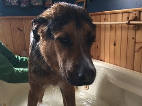 Soggy and shamefaced Louis, a one-year-old pup, after his rescue from the Gatineau River Dec. 23.