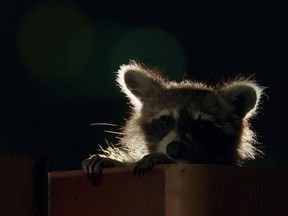 A female raccoon living in downtown Toronto is shown in a handout photo for the series &ampquot;Planet Earth II.&ampquot; Bears busting a move in the Canadian Rockies and a rascally raccoon family in Toronto are among the animals profiled in &ampquot;Planet Earth II,&ampquot; debuting Saturday on BBC Earth. THE CANADIAN PRESS/HO-BBC Earth MANDATORY CREDIT