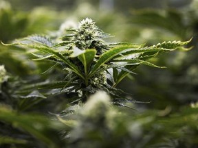 Marijuana is photographed at the growing facility in Markham, Ont., on Thursday, January 7, 2016. The number of Canadians registered to purchase medical marijuana from licensed producers has exploded since the federal commercial-access program was introduced almost four years ago. THE CANADIAN PRESS/Nathan Denette