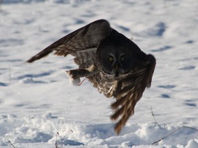 A great grey owl snatches a mouse.