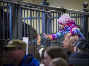 Large crowds came out to take a look at the RCMP Musical Ride's open house at the RCMP Rockcliffe Stables Saturday February 25, 2017. Three year old Annika Pratt on her dad Stephen Pratt's shoulders to check out the horses in the stables Saturday morning.