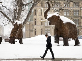 A woman walks up O'Connor St past the Woolly Mammoths outside the Museum of Nature in 2013.