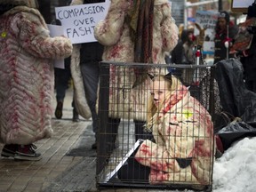 Rebecca Radmore, an anti-fur activist, demonstrates what it's like for animals in cages as part of a protest Saturday in front of the Sporting Life store at Lansdowne Park.