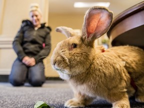 Now that's a bunny. Meet Pnut, an 18-pound Continental giant rabbit ...