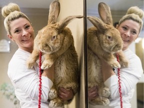 Sarah Brudo with her giant continental rabbit, Pnut.