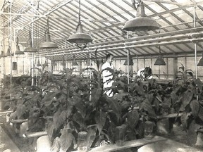 Tobacco plants shown inside Central Experimental Farm greenhouse in the late 30s, early '40s.