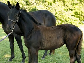 There are 14 RCMP foals looking for names.