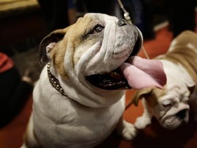 FILE- In this Jan. 30, 2013, file photo, a bulldog named Munch, left, and a puppy named Dominique attend a news conference at the American Kennel Club in New York. Bulldogs grabbed the No. 4 spot in the American Kennel Club&#039;s list of most popular dogs for 2016. (AP Photo/Seth Wenig, File)