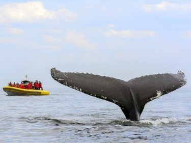 Whale-watching at the Saguenay-St. Lawrence Marine Park.