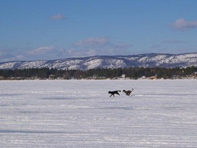 A frozen Ottawa River at Dunrobin facing the Gatineau Hills.