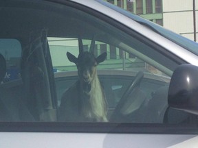 Reader Ann McNab pulled into the Ottawa Hospital visitor's parking lot...and saw this.