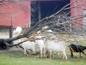 Goats on a farm near Beachville, Ont. An Ottawa man says he felt like a criminal after being denied entry to the United States as he attempted to board a plane bound for South Carolina where he planned to volunteer at a goat farm.