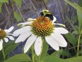 Echinacea, grown in the Château de Ramezay garden, was used to treat scarlet fever, malaria and other illnesses, and more recently to fight the common cold.