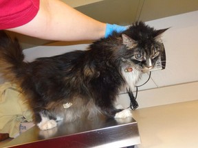 Cat found in a carrier in a Carling Avenue dumpster Mar. 14