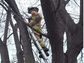 On Friday, there was a cat in a tree. Firefighters came to the rescue.