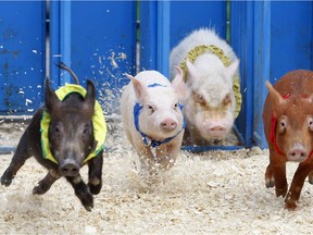 Pigs get off to a 'flying' start during the Down Home Hillbilly Show and Celebrity Pig Races in Peterborough in the summer.