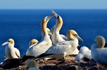 A northern gannet colony in Gaspé's Parc national de l’Île-Bonaventure-et-du-Rocher-Percé.