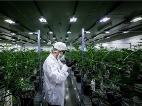 A trimmer clips stray leaves in a cannabis grow room at Tweed in Smith Falls, Ont.