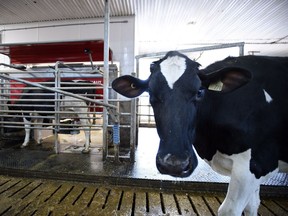 A dairy cow waits in line to be milked at a farm in Eastern Ontario on Wednesday, April 19, 2017. U.S. President Donald Trump sharply criticized Canada's supply-managed dairy sector yesterday, sparking a new cross-border spat.