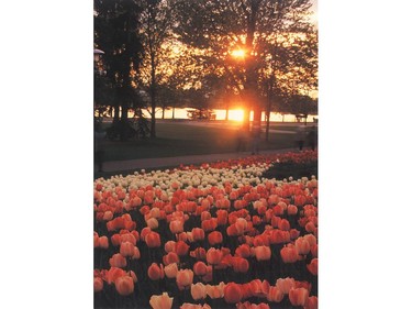 Malak Karsh--tulips at sunset. Dow's Lake.