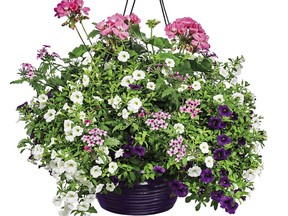 The PC Jumbo Hanging Basket Spring Rhapsody features eye-catching blooms of Calliope Geraniums- soft violet Verbena- deep purple and white Calibrachoa and Juncus grass.